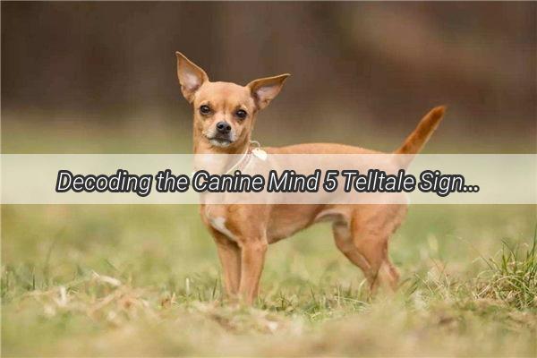 Decoding the Canine Mind 5 Telltale Signs Your Dog Is a True Gentleman